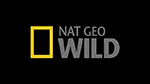 Nat Geo Wild Ao Vivo